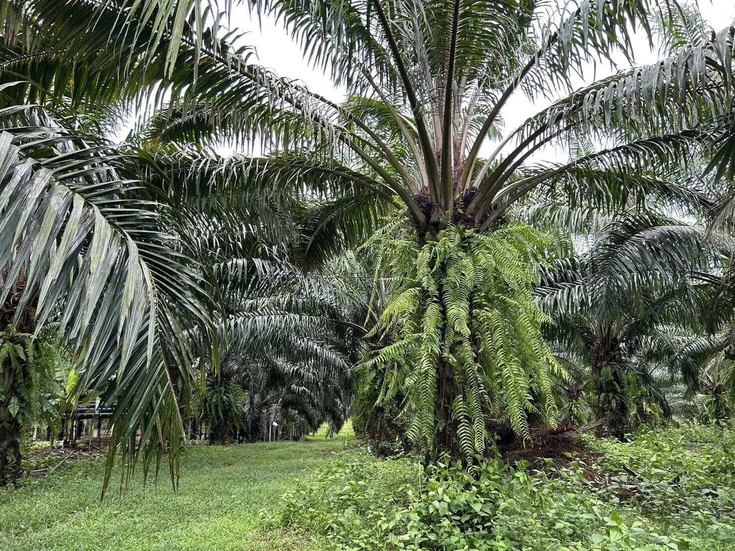 Land for Sale 44 rai in Tai Muang, Phang Nga — Thumbnail 4