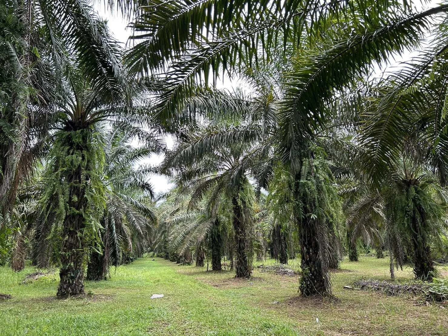 Land for Sale 44 rai in Tai Muang, Phang Nga — Thumbnail 6