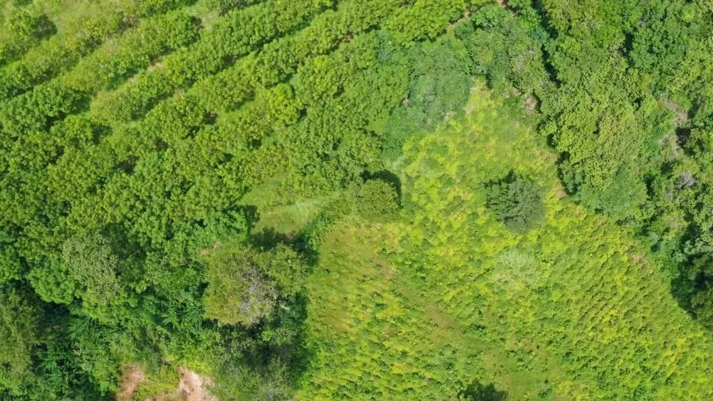 Land 7 Rai For Sale, Mai Khao, Phuket — Thumbnail 7