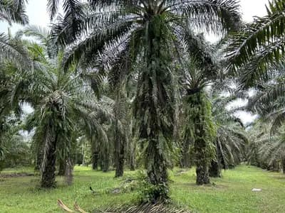 Land for Sale 44 rai in Tai Muang, Phang Nga