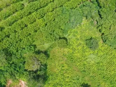Land 7 Rai For Sale, Mai Khao, Phuket