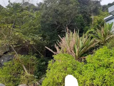 Beach Front Land 20 Rai for sale in Kamala